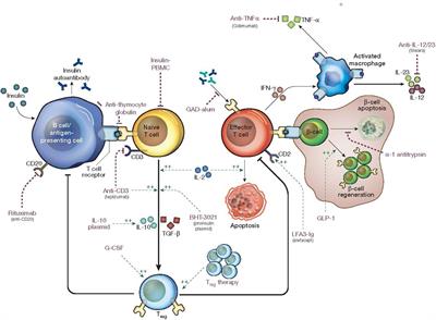 Shifting the paradigm of type 1 diabetes: a narrative review of disease modifying therapies